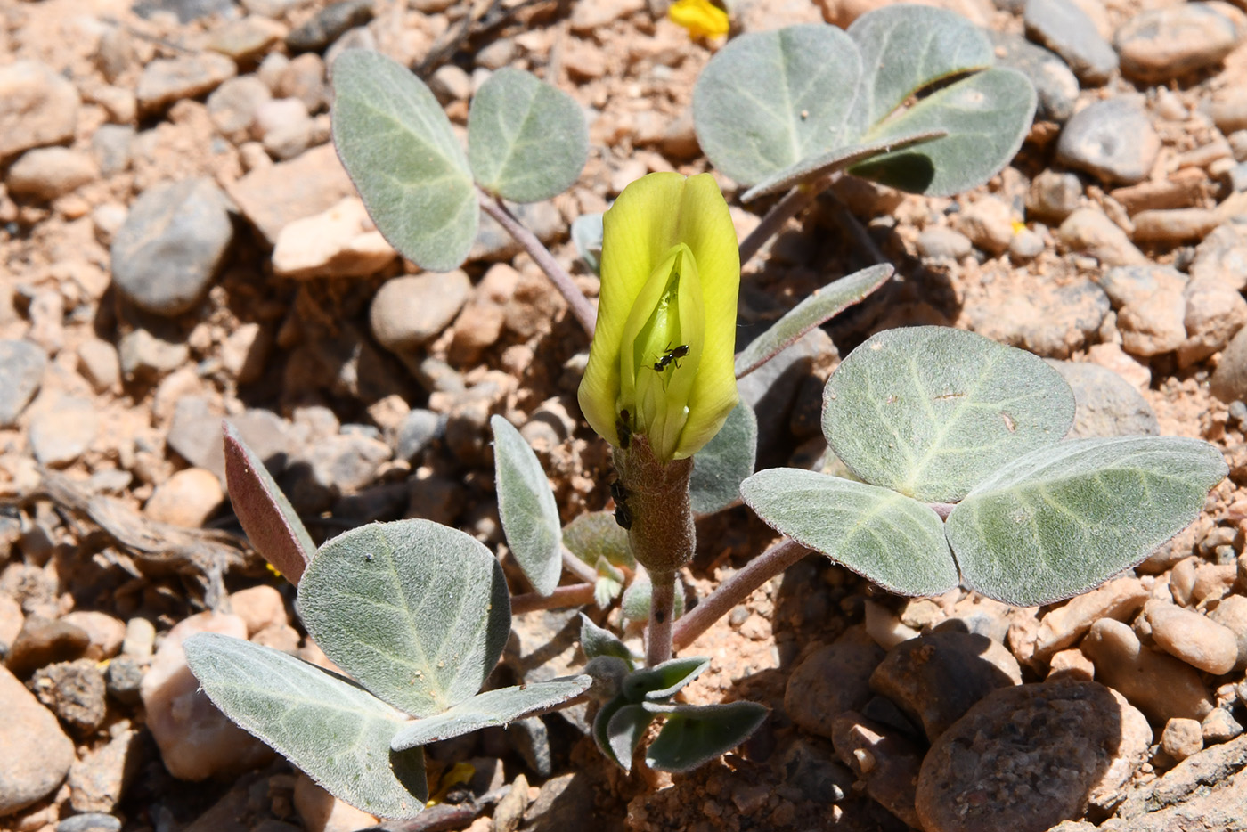 Изображение особи Chesneya ternata.