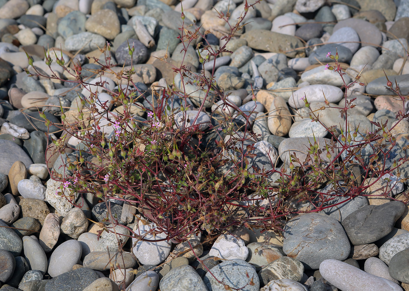 Изображение особи Geranium purpureum.