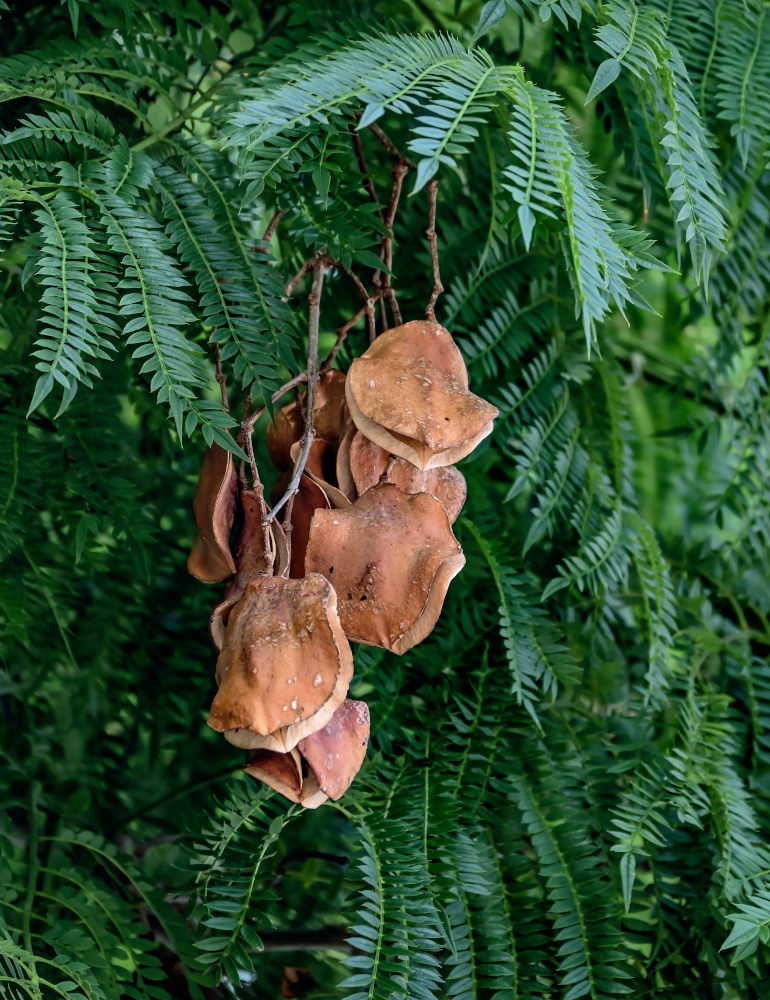 Изображение особи Jacaranda mimosifolia.