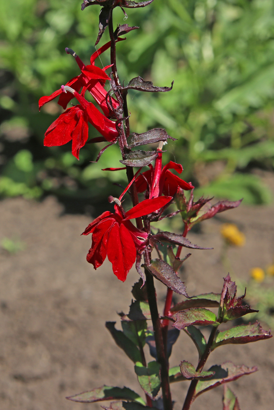 Image of Lobelia cardinalis specimen.