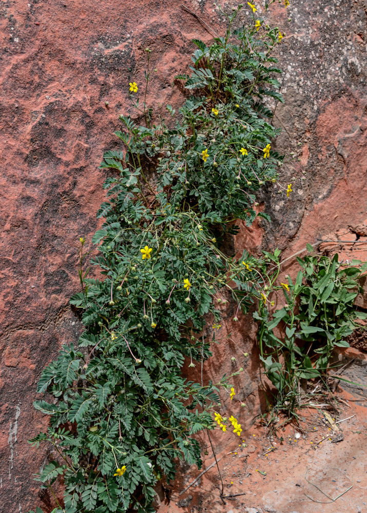 Image of Potentilla bifurca specimen.