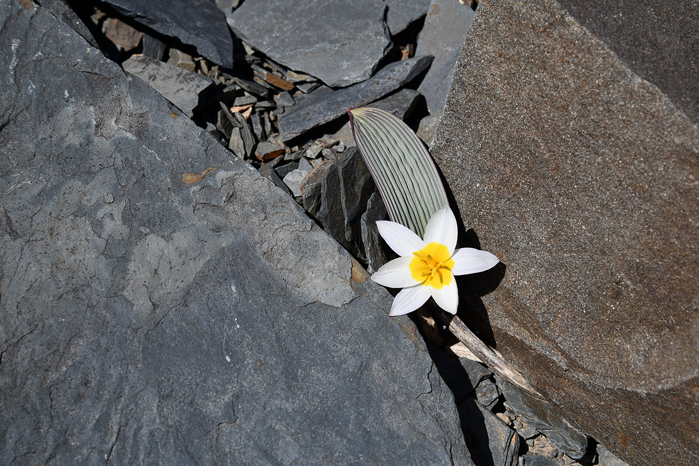 Изображение особи Tulipa regelii.