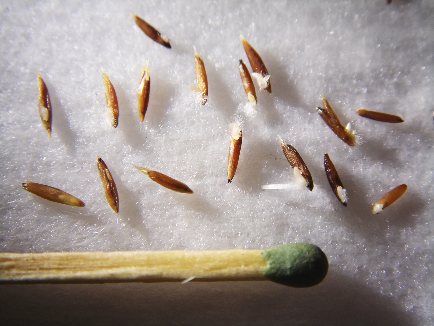 Image of Neotrinia splendens specimen.