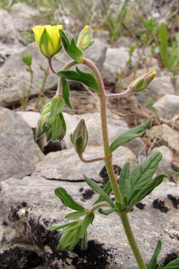 Image of Helianthemum salicifolium specimen.