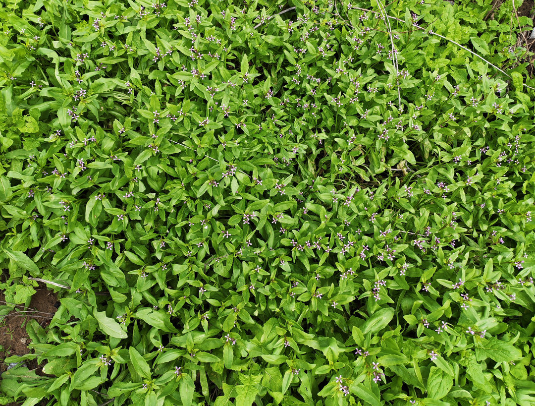 Изображение особи Chorispora tenella.