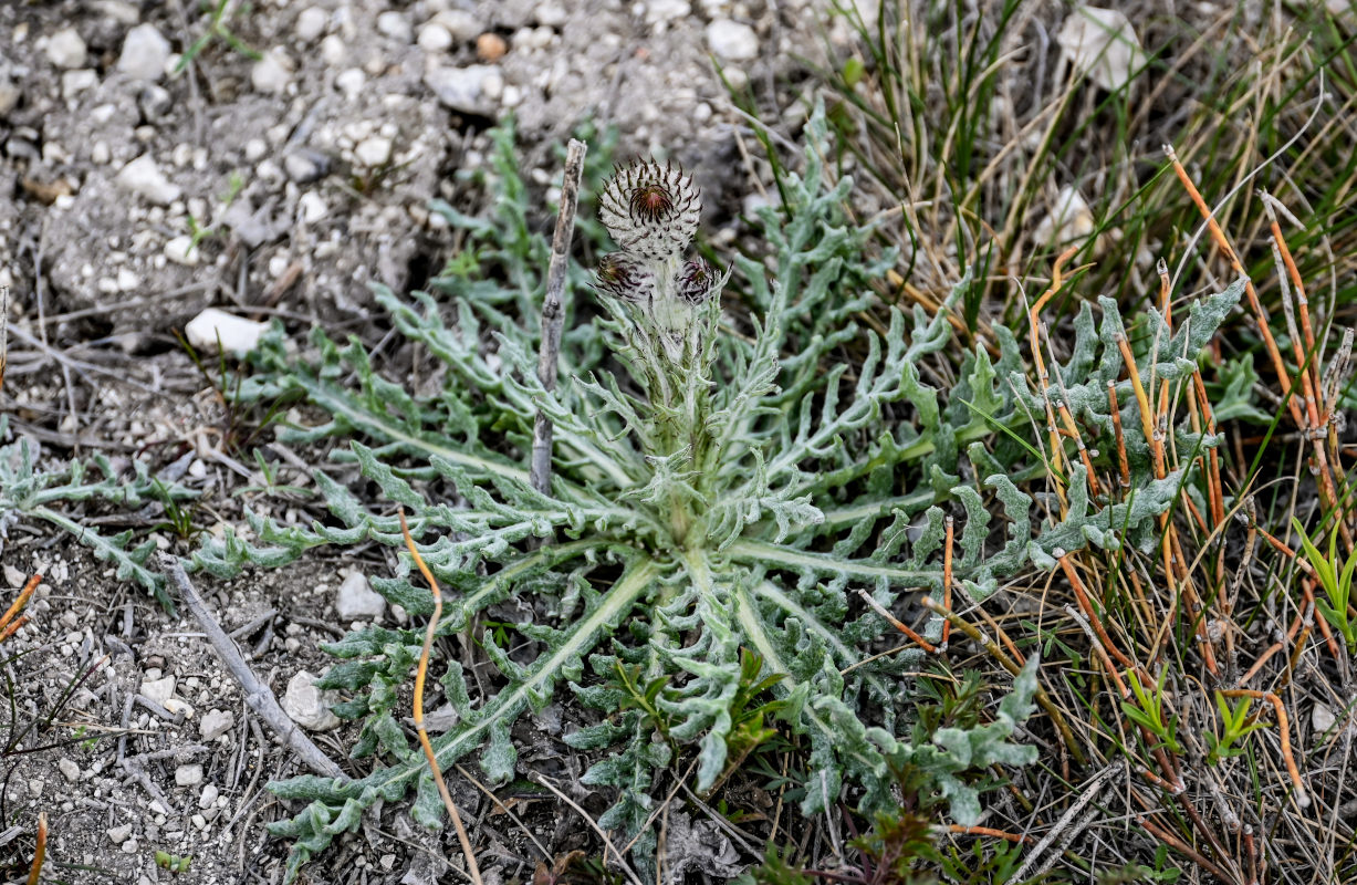 Изображение особи Jurinea cretacea.