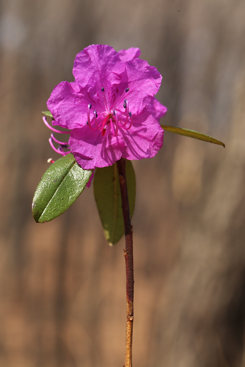 Image of Rhododendron dauricum specimen.