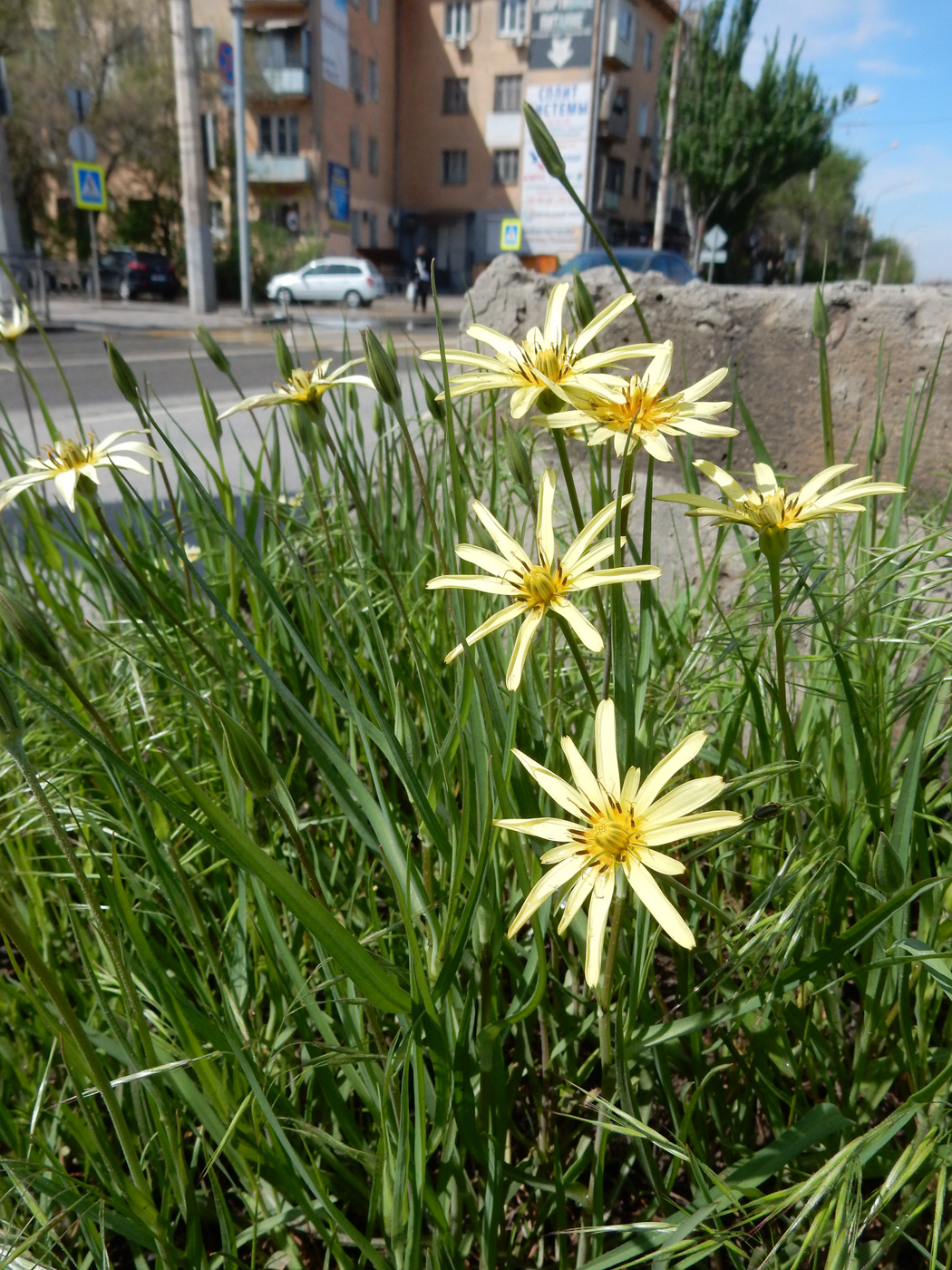 Image of familia Asteraceae specimen.