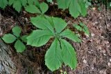 Rodgersia aesculifolia. Вегетирующее растение. Китай, пров. Шэньси, национальный парк \"Хуашань\", ≈ 2000 м н.у.м., смешанный лес. 02.06.2025.
