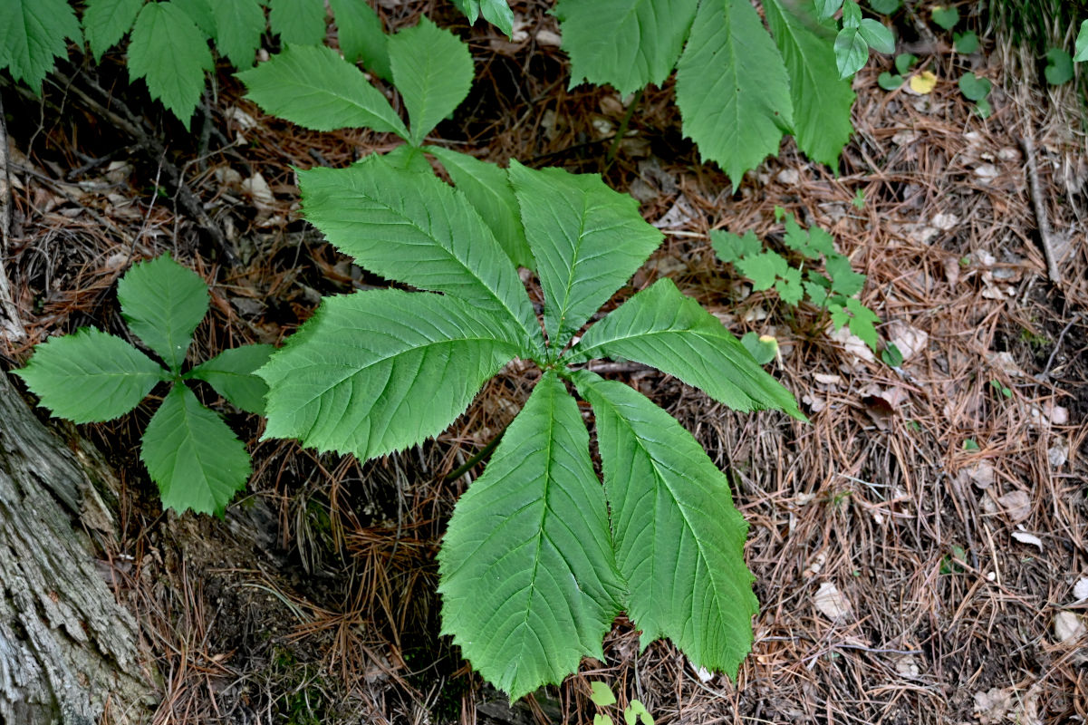 Изображение особи Rodgersia aesculifolia.