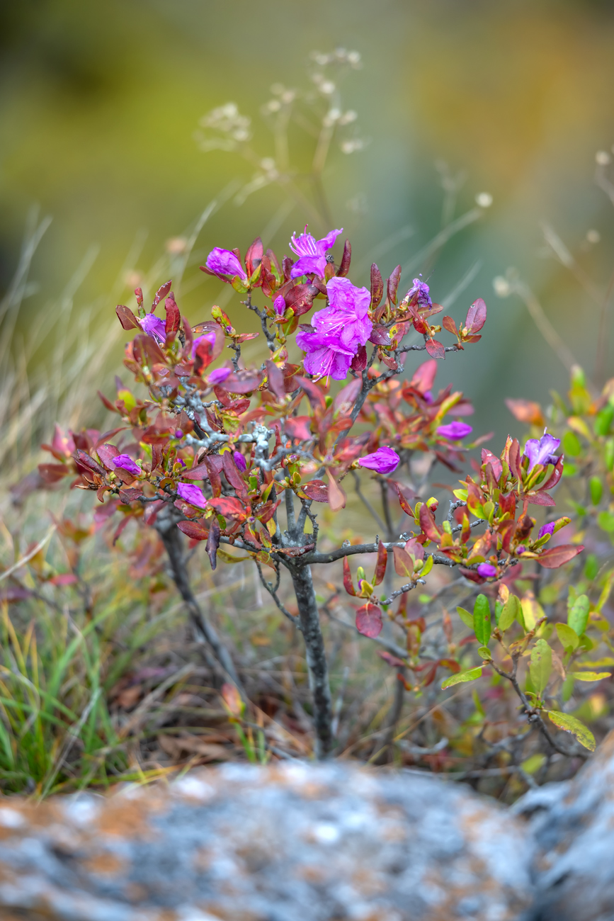 Изображение особи Rhododendron mucronulatum.