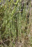 Lythrum hyssopifolia. Цветущие растения. Испания, Каталония, пров. Жирона, комарка Баш Эмпорда, муниципалитет Калонже, обнажения гранитов в русле малой реки, заполняемая водой трещина. 14.06.2026.