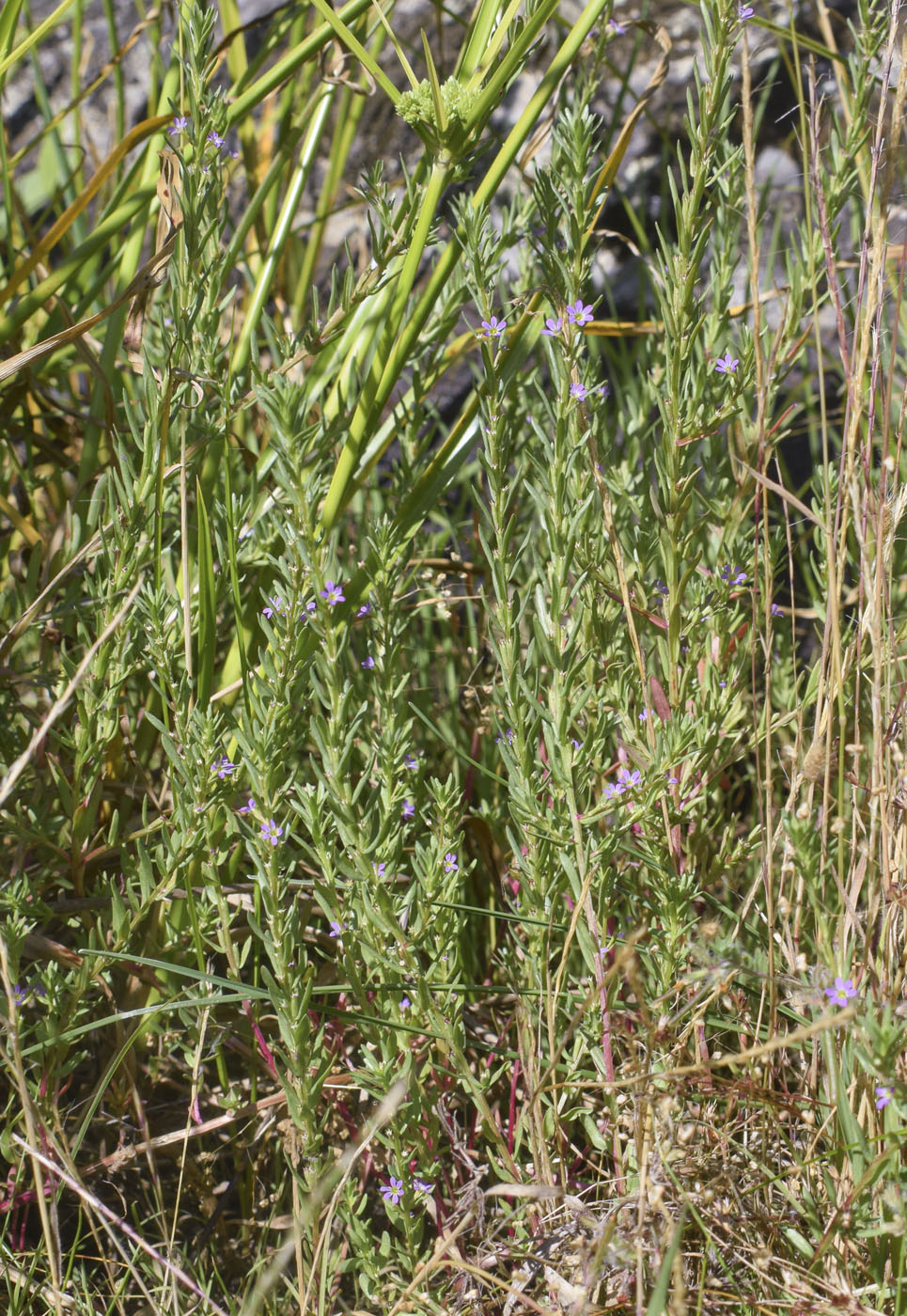 Image of Lythrum hyssopifolia specimen.