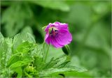 Geranium palustre. Цветок. Московская обл., Раменский р-н, окр. дер. Хрипань, садовый участок. 14.06.2026.