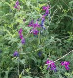 unknown species. Верхушка побега с соцветиями. Республика Дагестан, Ахтынский р-н, с. Ахты, 20.06.2018.