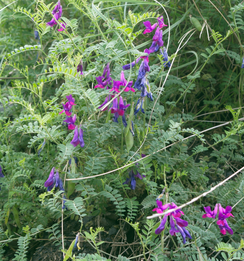 Image of Unknown species specimen.