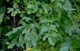 Pastinaca sativa. Лист. Московская обл., Одинцовский гор. округ, Мещёрский природный парк, опушка смешанного леса. 02.08.2026.