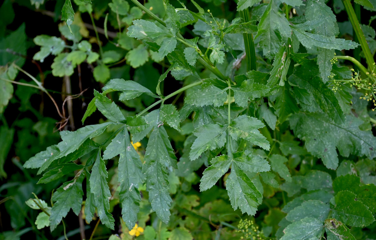 Изображение особи Pastinaca sativa.