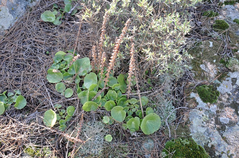 Изображение особи Umbilicus rupestris.