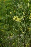 род Verbascum