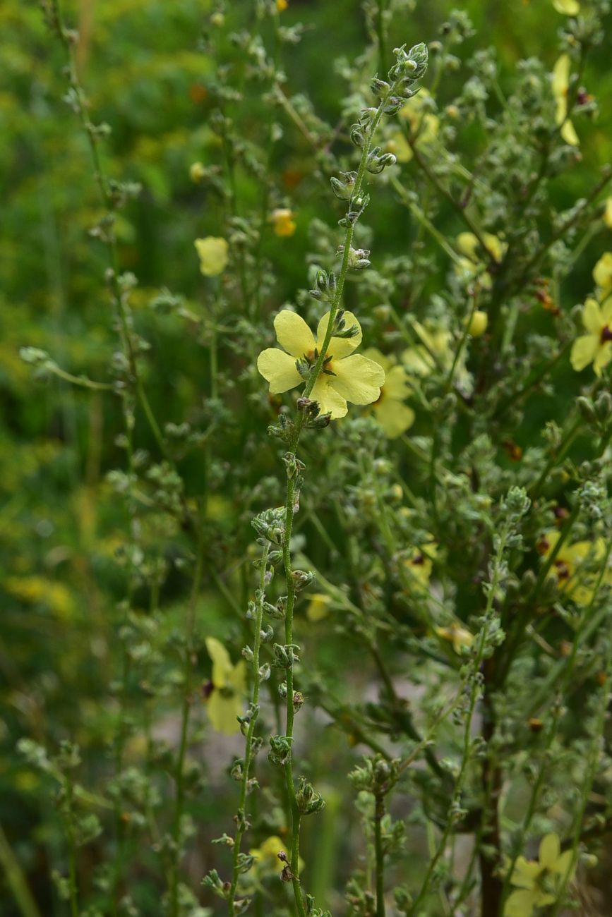 Изображение особи род Verbascum.