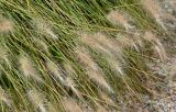 Смотреть изображение Pennisetum villosum