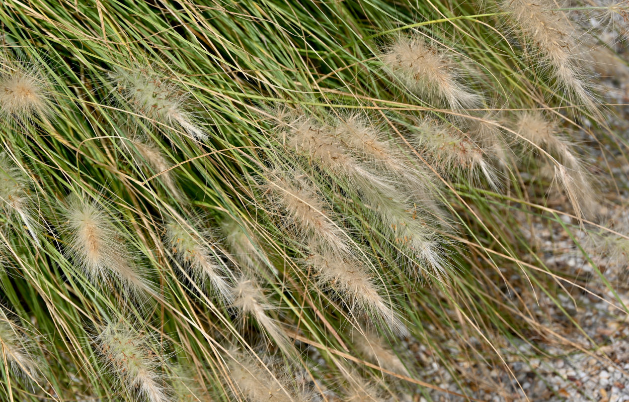 Изображение особи Pennisetum villosum.