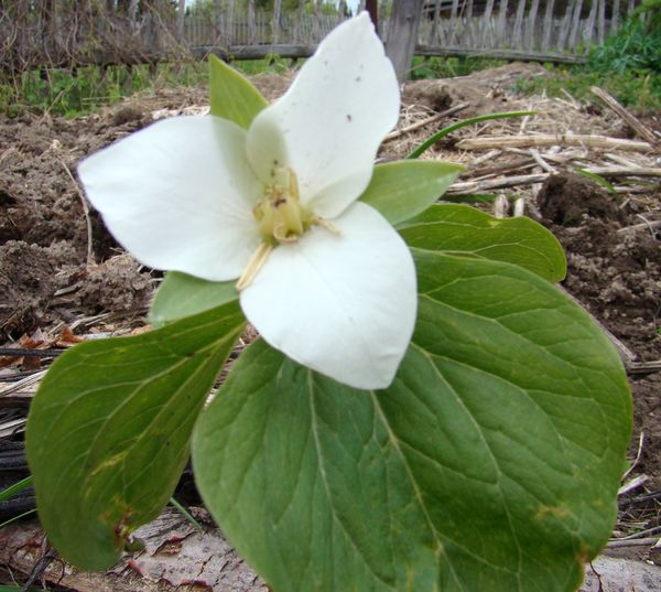 Image of Trillium camschatcense specimen.