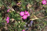 Dianthus borbasii. Верхушки цветущих побегов (вид сверху). Ульяновская обл., Мелекесский р-н, окр. с. Лебяжье, сосновый лес с примесью липы и берёзы на песчаном грунте, зарастающая просека. 09.07.2024.