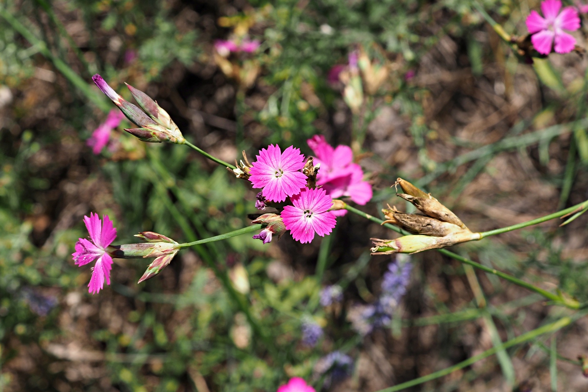Изображение особи Dianthus borbasii.