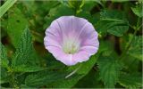 Calystegia sepium. Цветок. Московская обл., Раменский р-н, окр. дер. Хрипань, садовый участок. 18.08.2026.