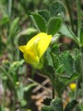 Medicago rigidula. Цветок (на заднем плане листья Trifolium scabrum). Южный Берег Крыма, окр. пгт Симеиз. 18 мая 2011 г.