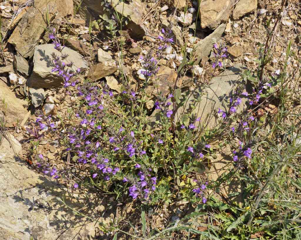 Изображение особи Ziziphora majoranifolia.