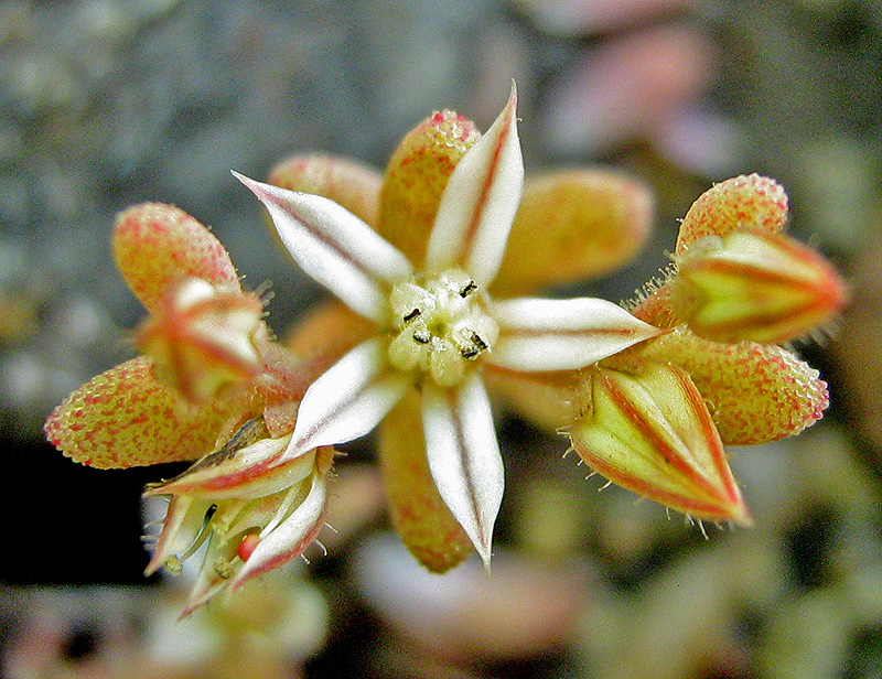 Изображение особи Sedum rubens.