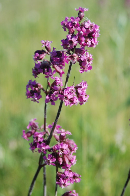 Image of Viscaria vulgaris specimen.