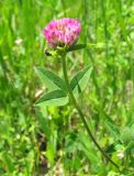 Trifolium pratense. Верхушка цветущего растения. Крым, Ангарский перевал, луг. 25 июня 2011 г.