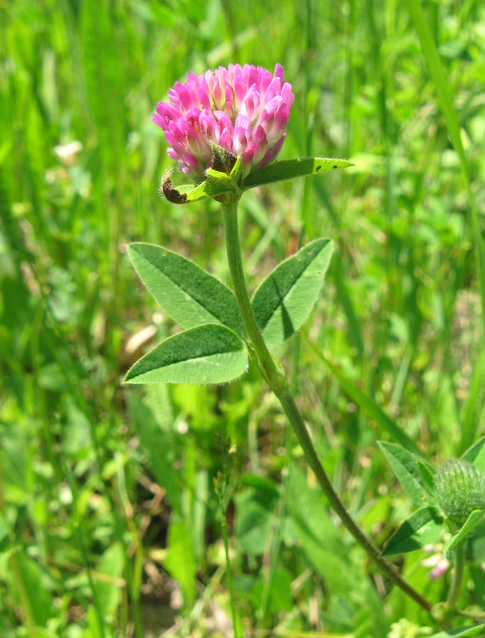 Изображение особи Trifolium pratense.