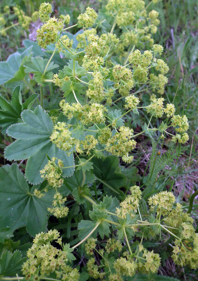 Изображение особи Alchemilla monticola.