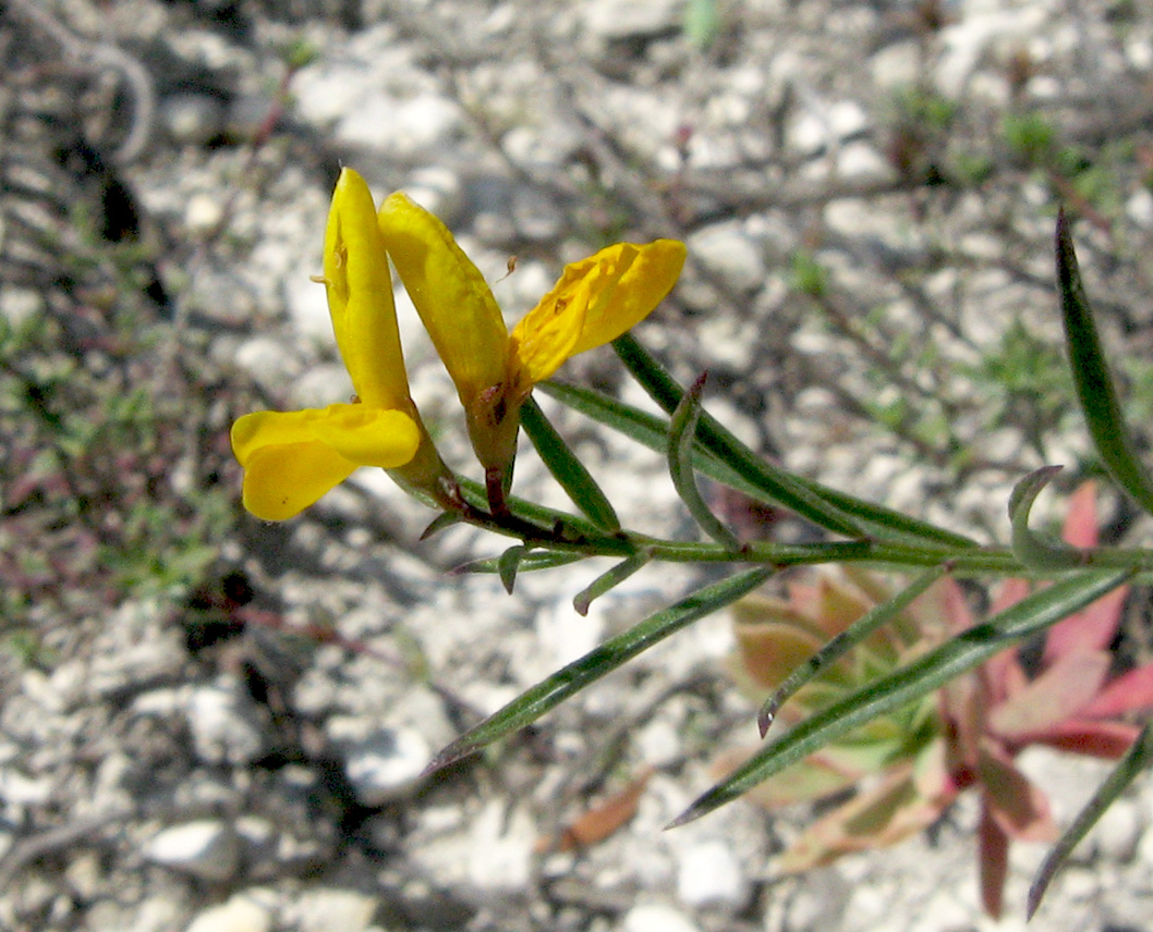 Изображение особи Genista tanaitica.