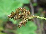 Carex brunnescens. Уродливое соплодие. Архангельская обл., Вельский р-н, окр. пос. Усть-Шоноша. 23.06.2011.