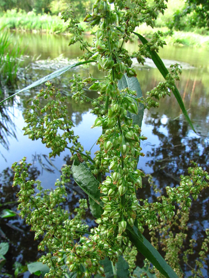 Image of Rumex hydrolapathum specimen.