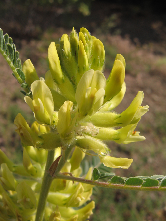 Изображение особи Astragalus ponticus.