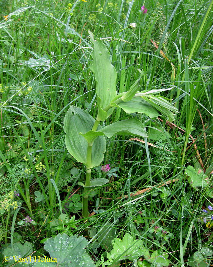 Image of Epipactis helleborine specimen.