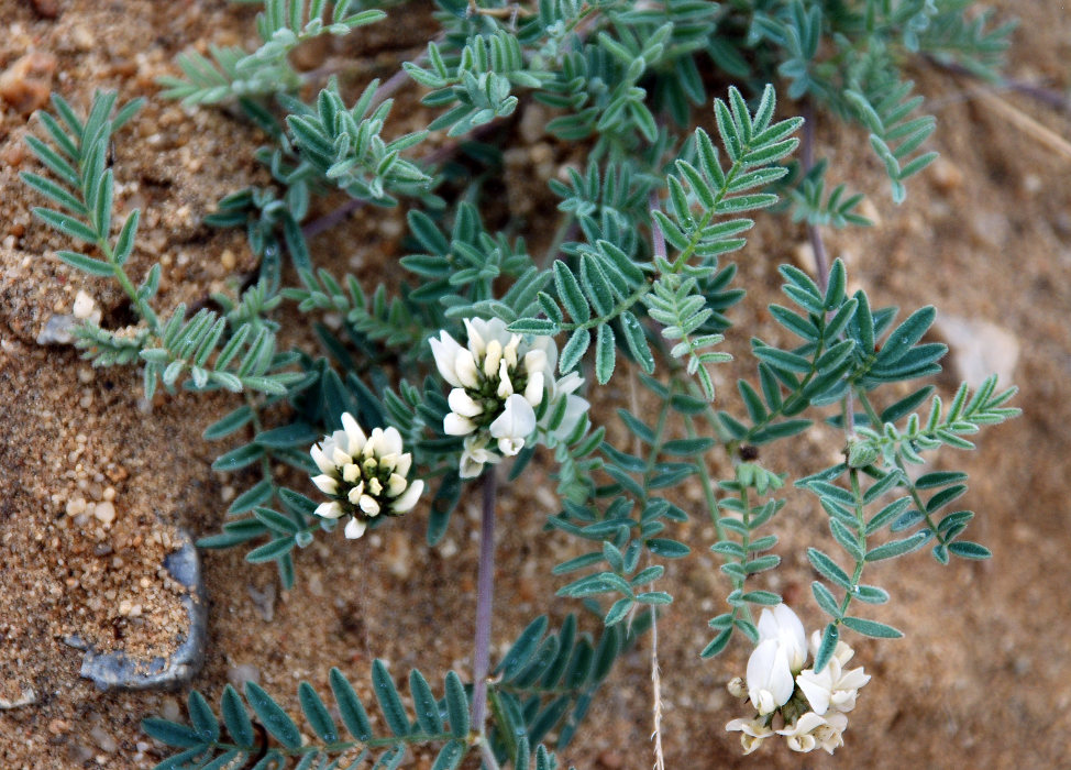 Изображение особи Astragalus olchonensis.