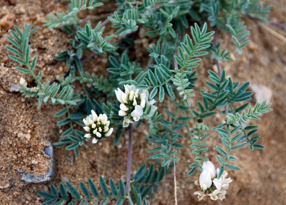 Изображение особи Astragalus olchonensis.