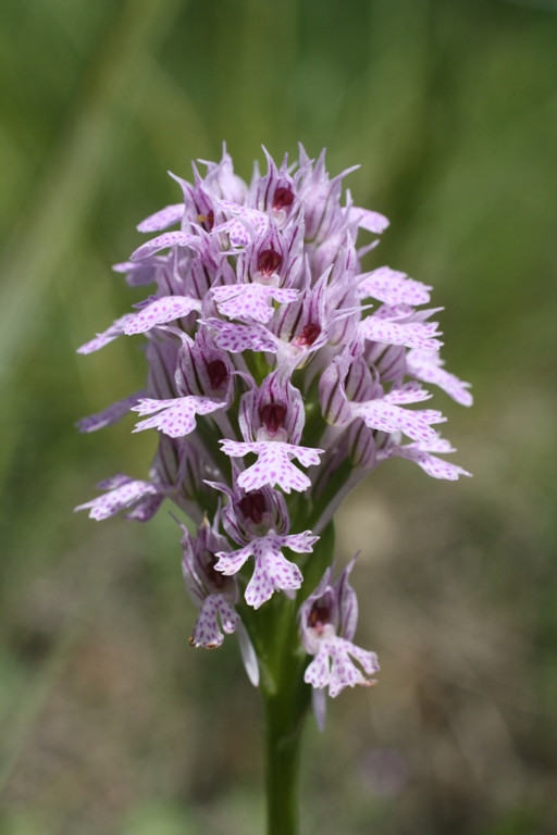 Изображение особи Neotinea tridentata.