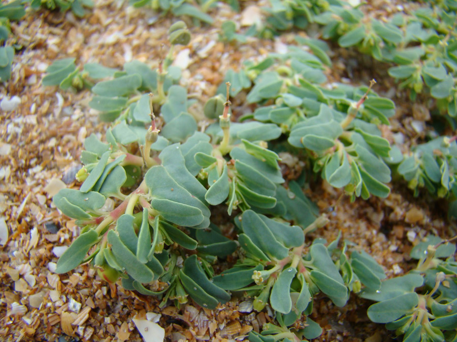 Image of Euphorbia peplis specimen.