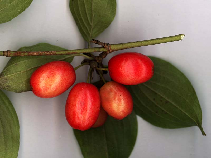 Image of Cornus mas specimen.