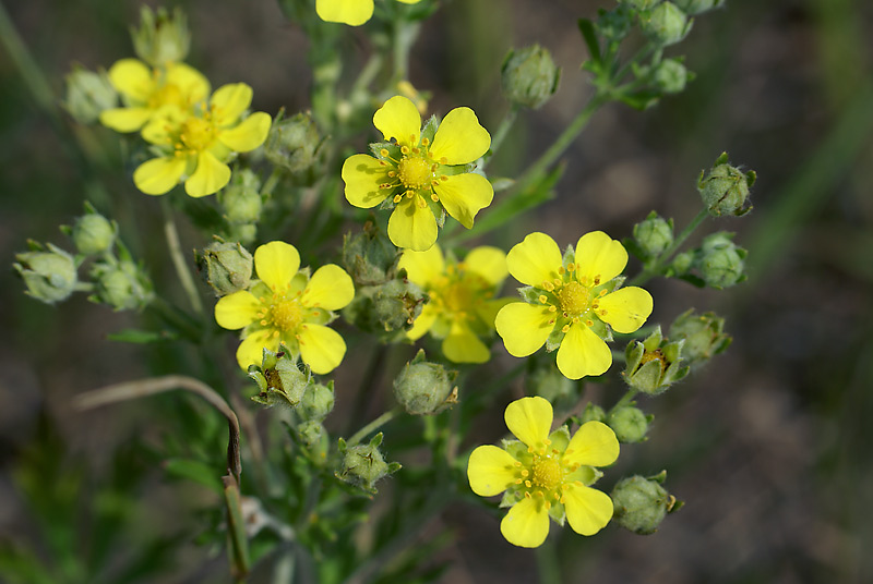 Изображение особи Potentilla argentea.