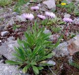 Erigeron venustus